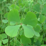 Marsilea Quadrifolia Water Shamrock 1 Ltr