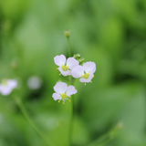 Alisma Plantago Aquaticum