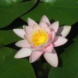 Nymphaea Marliacea Carnea Water