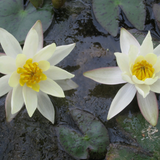 Nymphaea Pygmaea Helvola Water Lily