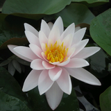 Nymphaea Marliacea Carnea Water