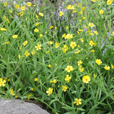 Ranunculus Flammula Lesser Spearwort 