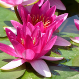 Nymphaea Xiafei Water Lily 