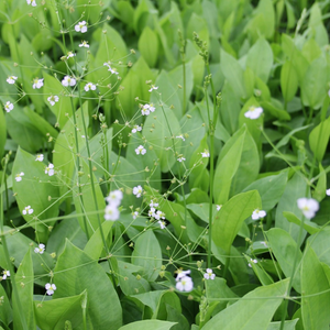 Alisma Plantago Aquaticum