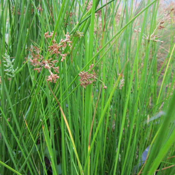 Juncus Effusus Soft Rush