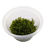 Aquadip Christmas Moss Vesicularia Montagnei In-Vitro Cup