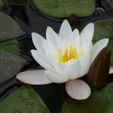 Nymphaea Marliacea Carnea Water