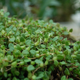 Anagallis Tenella Bog Pimpernel