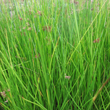 Juncus Effusus Soft Rush