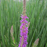 Lythrum Salicaria Purple Loosestrife