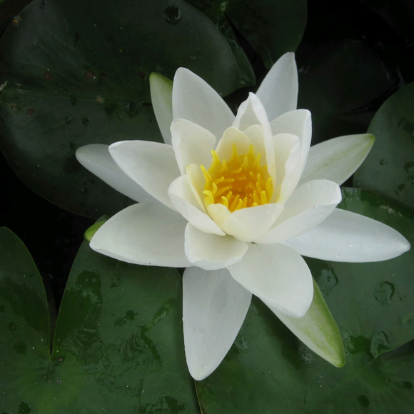 Nymphaea Gladstoniana Water Lily