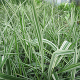 Phalaris Arundinacea Variegata Picta Gardeners Garters