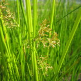 Juncus Effusus Soft Rush