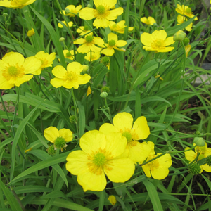 Ranunculus Flammula Lesser Spearwort 