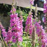 Lythrum Salicaria Purple Loosestrife