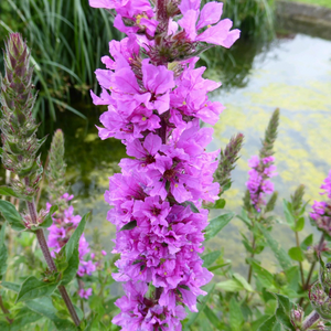 Lythrum Salicaria Purple Loosestrife