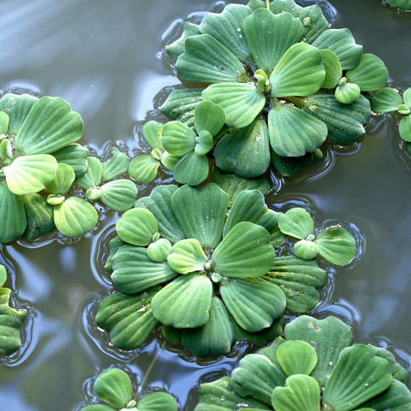 Pistia Stratiotes Water Lettuce (6pk)