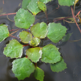 Trapa Natans Water Chestnut 