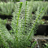 Hippuris Vulgaris Mares Tail