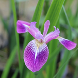 Iris Versicolor Kermesina Northern Blue Flag 