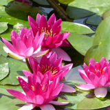 Nymphaea Xiafei Water Lily 