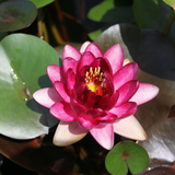 Nymphaea Almost Black Water Lily 