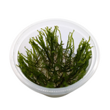 Aquadip Taxiphyllum Sp. "Peacock Moss"