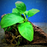 Anubias on Lava Rock Live Tropical Plant Single