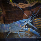 Blue Red Claw Crayfish