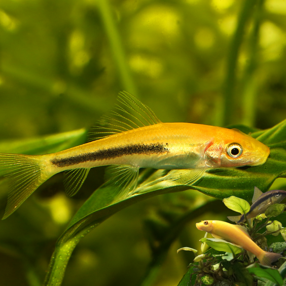 Golden Chinese Algae Eater Sucking Loach