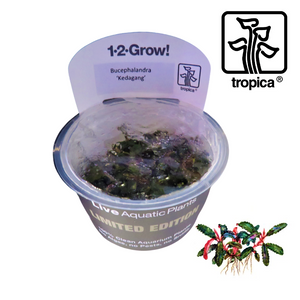 Tropica In-Vitro 1-2-Grow! Bucephalandra Kedagang 'Limited Edition'