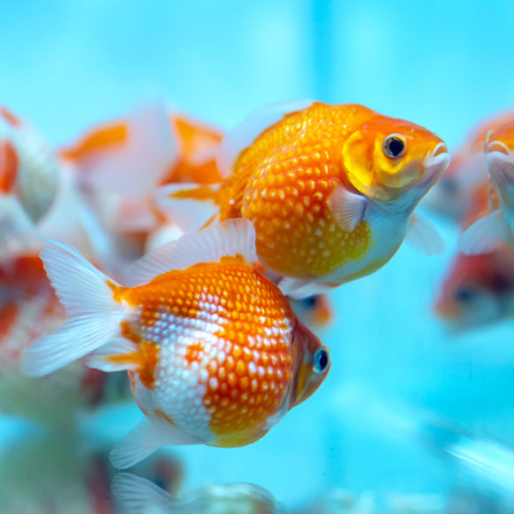 Pearlscale Goldfish 2-3