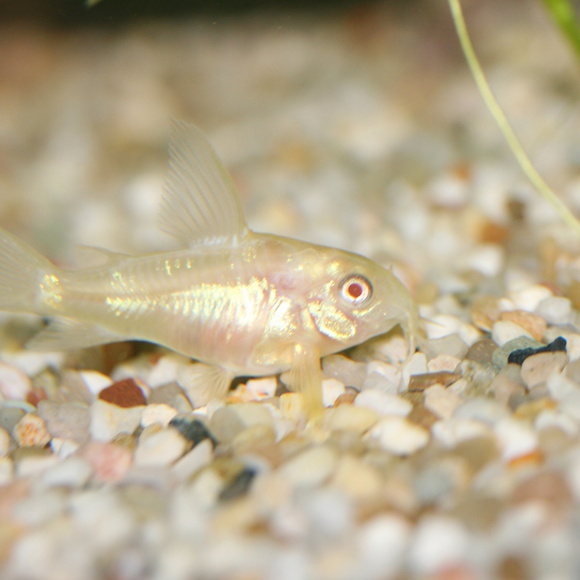 albino corydoras