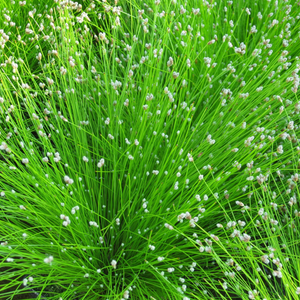 Scirpus Cernuus Fibre Optic 1Ltr Pond Plant