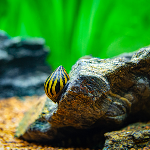 Zebra Nerite Snail