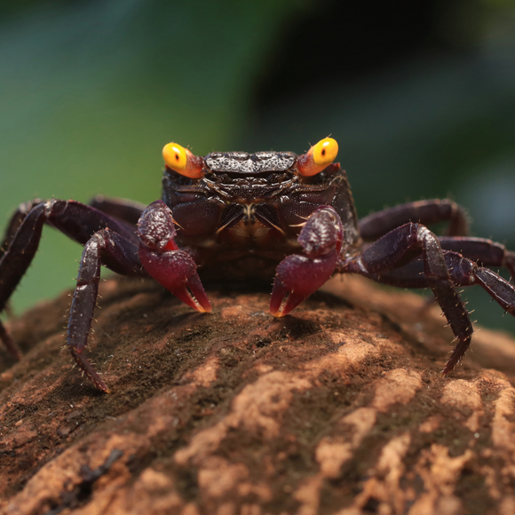 Purple Vampire Crab