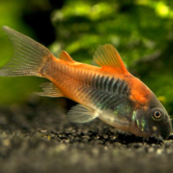 Orange Venezuelan Cory