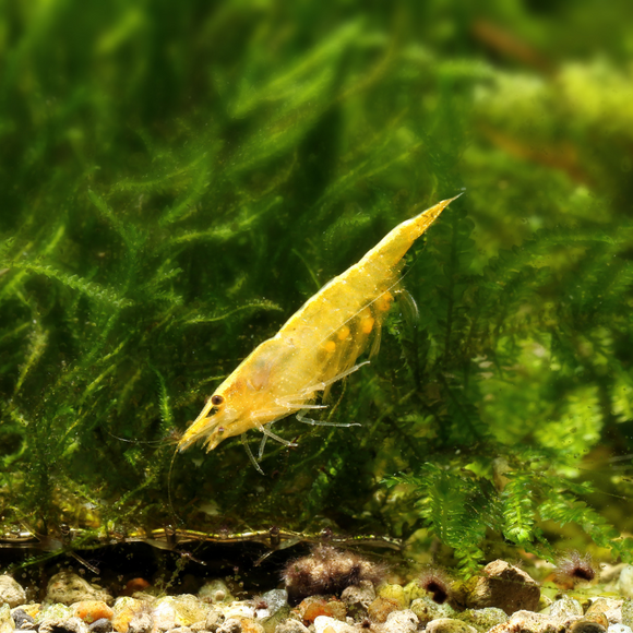 Yellow Fire Shrimp Neocaridina Heteropoda