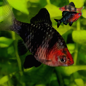 Black Ruby Purple Headed Barb