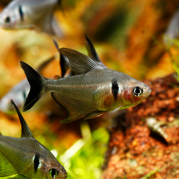 Black Phantom Tetra