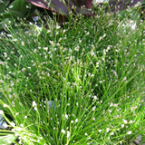 Scirpus Cernuus Fibre Optic 1Ltr Pond Plant