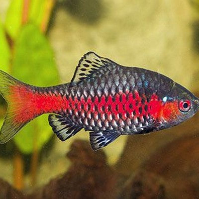 odessa barb