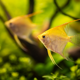 Golden Angel Fish Angelfish