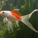 Sarasa Comet Goldfish 2-3"