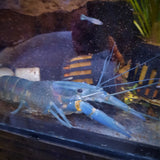 Blue Red Claw Crayfish