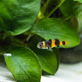 Bumblebee goby 4