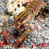 Blue Red Claw Crayfish