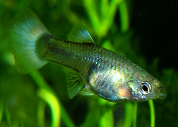 Blue Tail Female Guppy