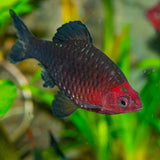 Black Ruby Purple Headed Barb