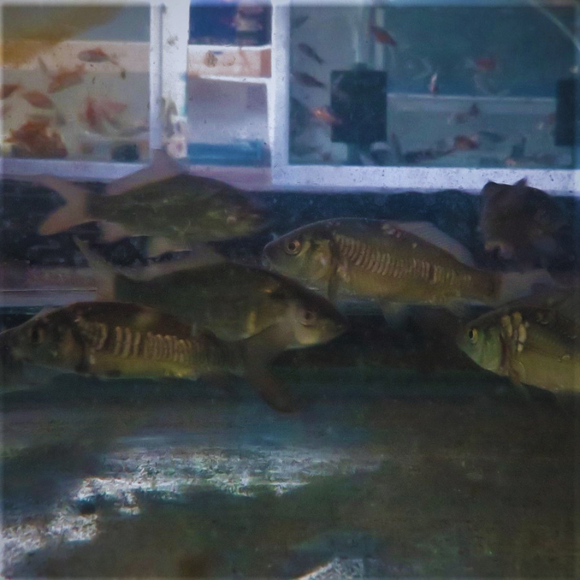 Mixed Bundle Common & Mirror Carp 2-3